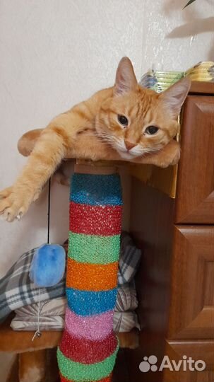 Отдам кота в добрые руки бесплатно