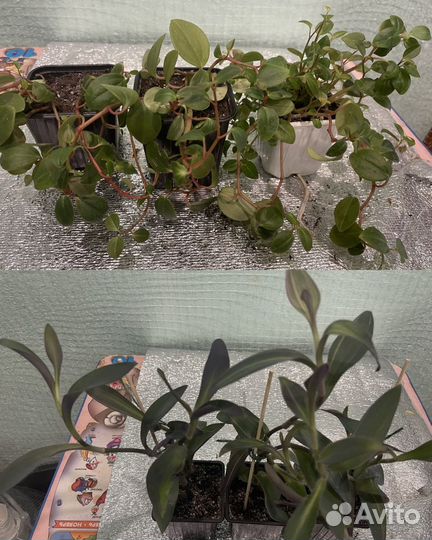 Комнатные растения часть 3