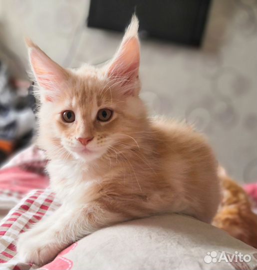Котенок-девочка мейн-кун