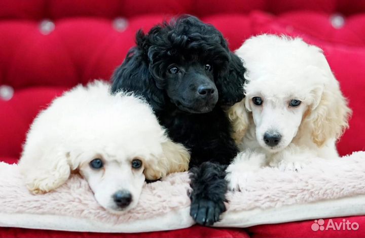 Миниатюрный пудель