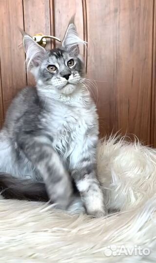 Котята мейн-кун