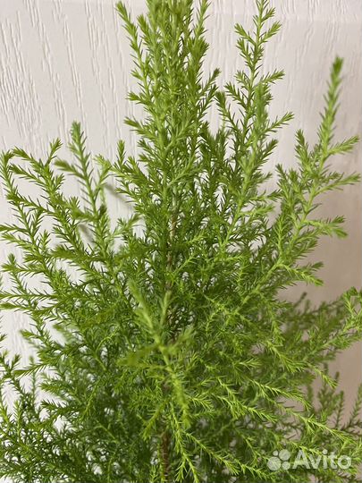 Кипарис лимонный домашний. Драцена