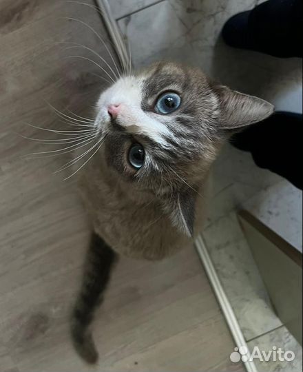 Найден кот