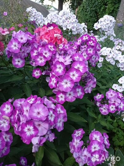 Многолетние садовые растения