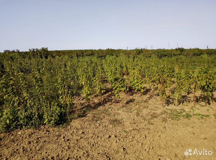 Саженцы черешни