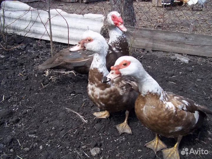 Яйца индюшиные, утиные, индоутки,селезни