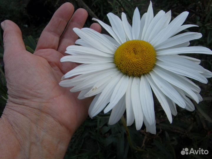 Ромашка крупная садовая