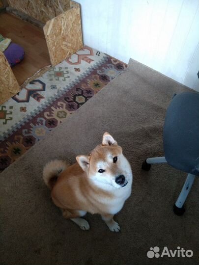 Передержка животных