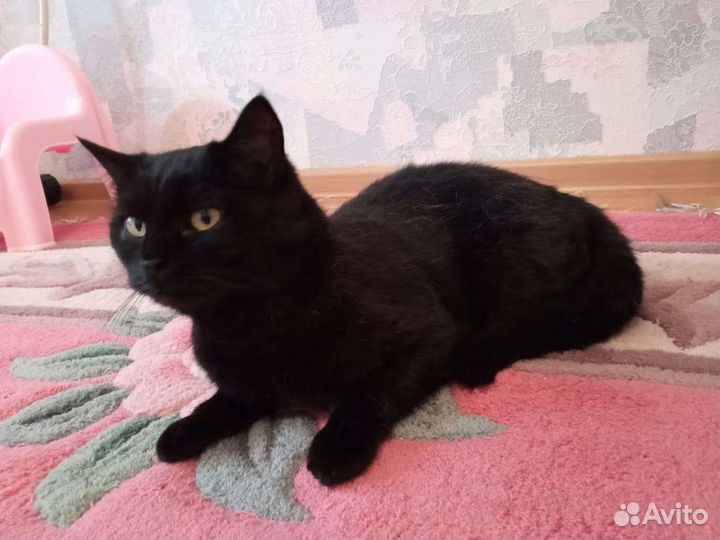 Кошка Багира