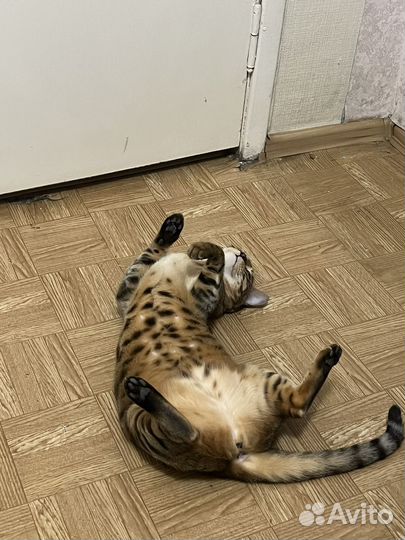 Бенгальская кошка 6 лет