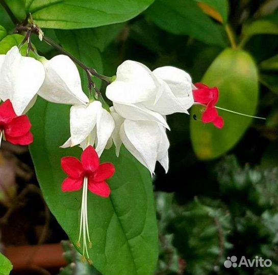 Клеродендрум томпсон