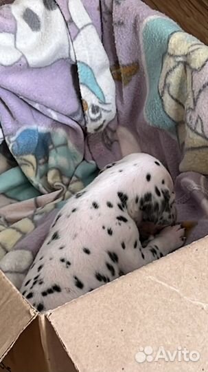 Щенки долматина