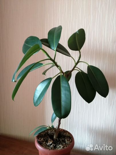 Фикус каучуконосный