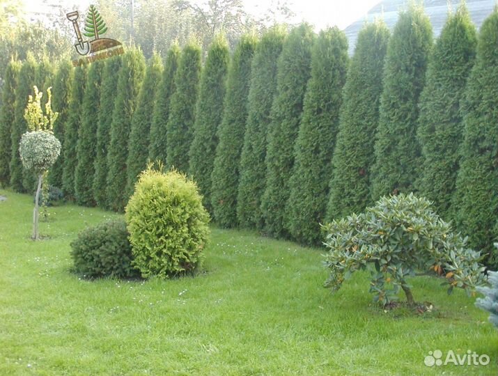 Туя колумна 1.7 м