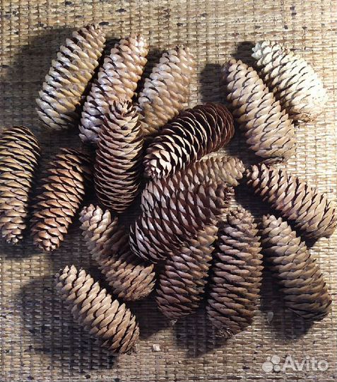 Еловые шишки для поделок