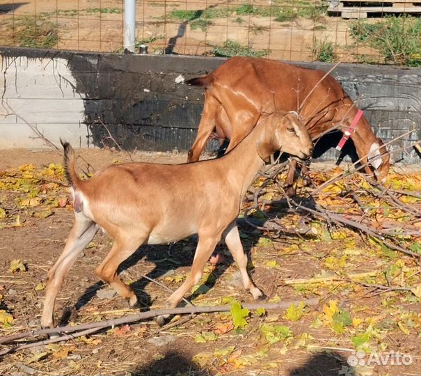 Нубийские козочки