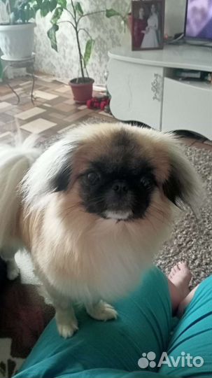 Вязка пекинес