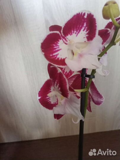 Орхидея фаленопсис