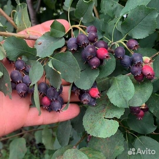 Ирга саженцы