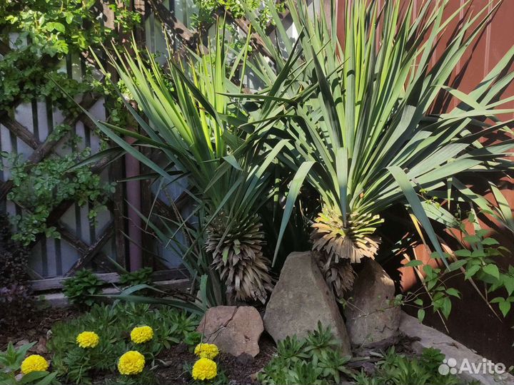 Юкка садовая