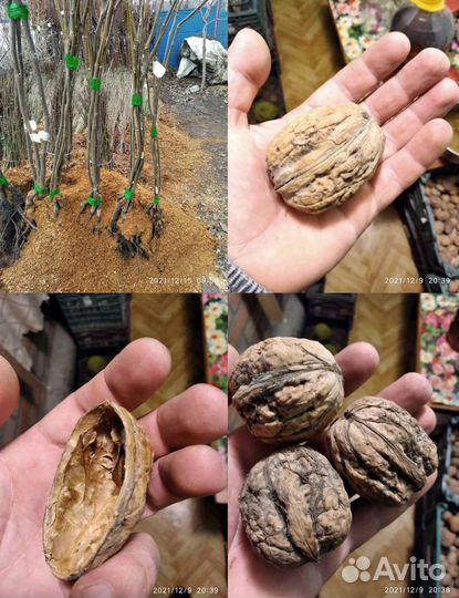 Грецкий орех привитый