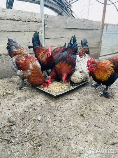 Молодые петухи 9 месяцев