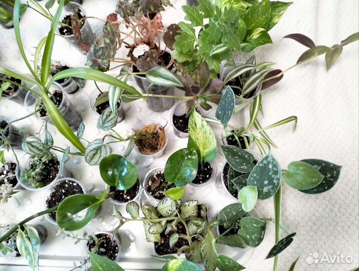 Много растений комнатных