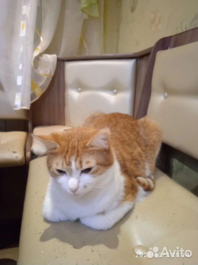 Кошки в добрые руки бесплатно