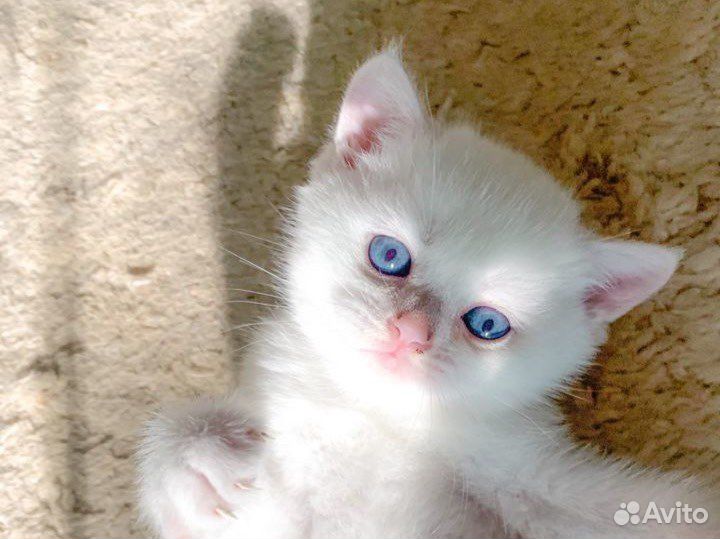 Котенок британской серебристой шиншиллы