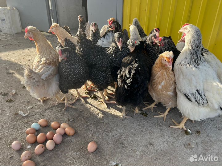 Куры яичного направления продуктивности