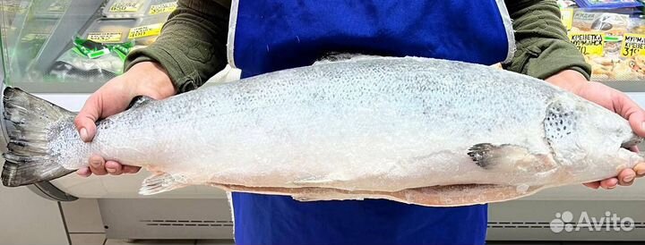 Лосось атлантический