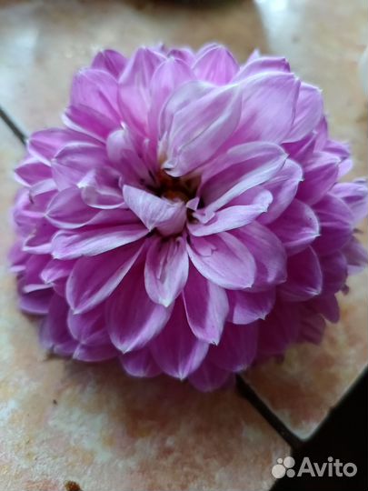 Георгины клубни