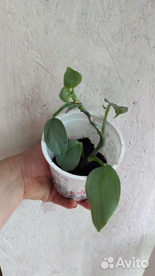 Филодендрон сильвер квин