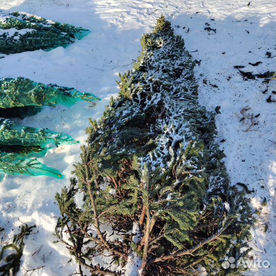 Пихта, Ёлка большие до 4.6 м