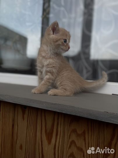 Котята, девочки. 1,5 месяца