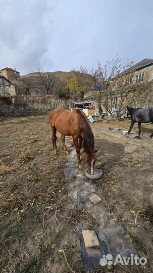 Буденовский жеребец