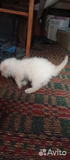 Кошечка в добрые руки