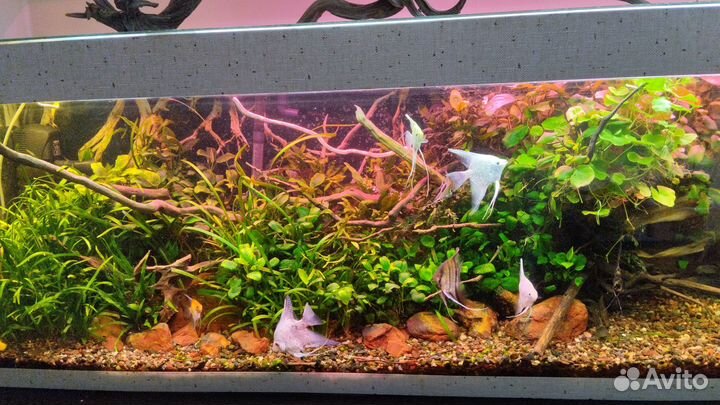 Аквариумные растения прополка