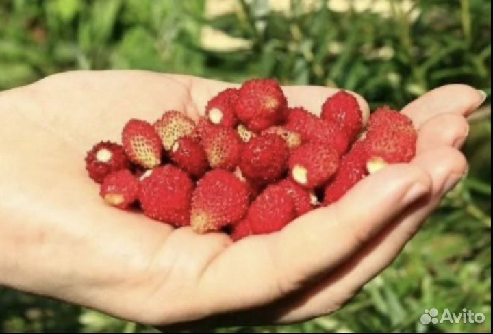 Земляника ремонтантная