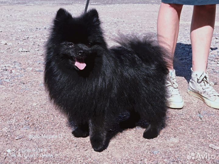 Груминг собак и кошек