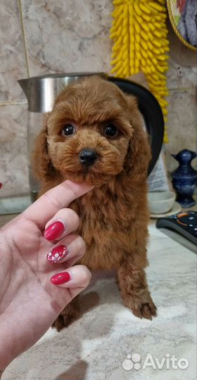 Той-пудель мальчик