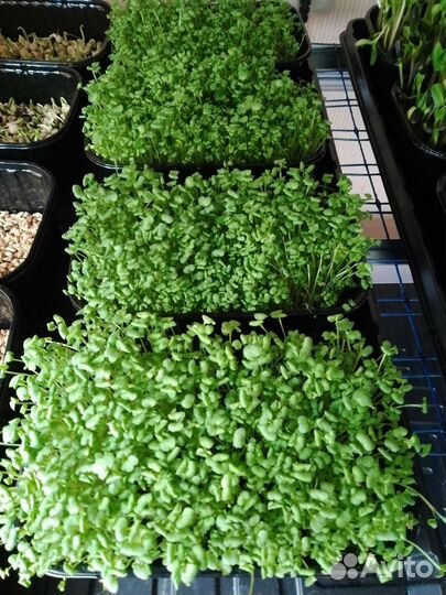 Горчица (микрозелень)