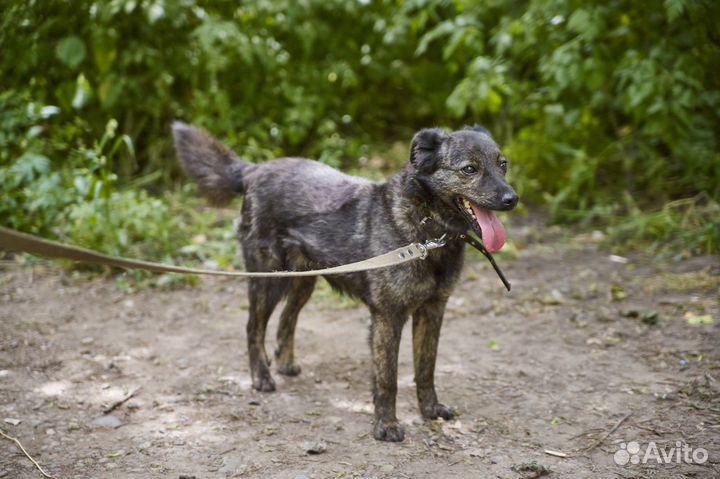 Хорошая собака Клёпа в добрые руки