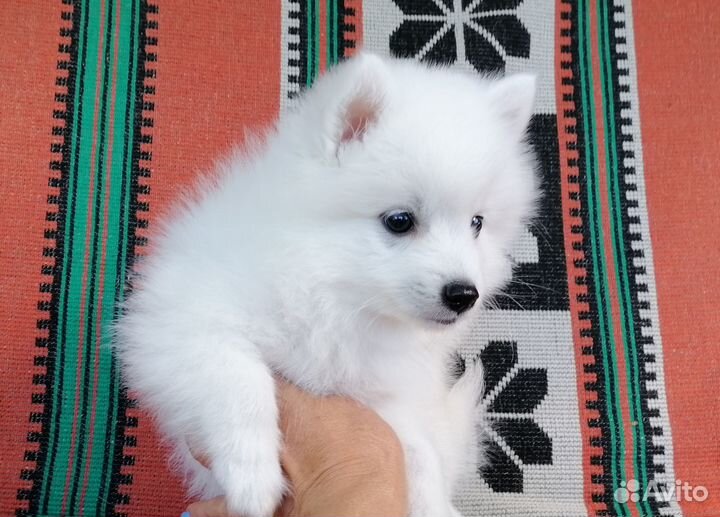 Японские шпицы Белоснежные щенки