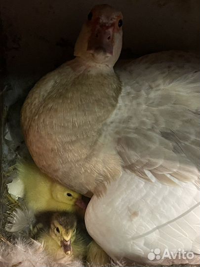 Мускусные утята индоутки