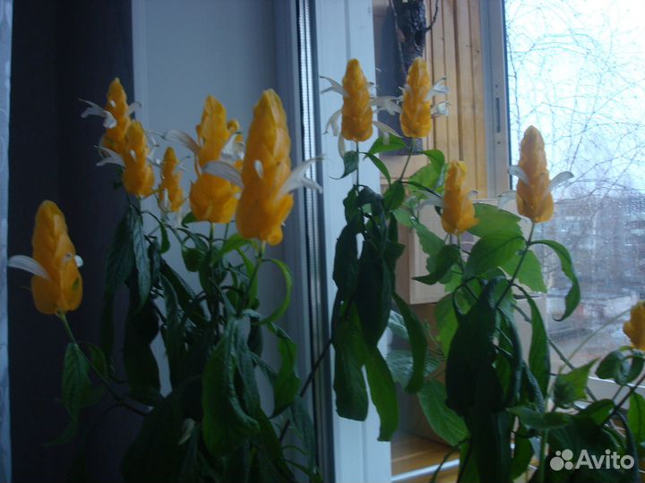 Комнатные цветы
