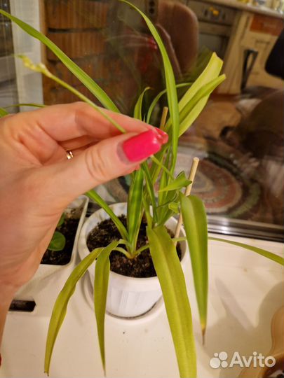 Хлорофитум отросток