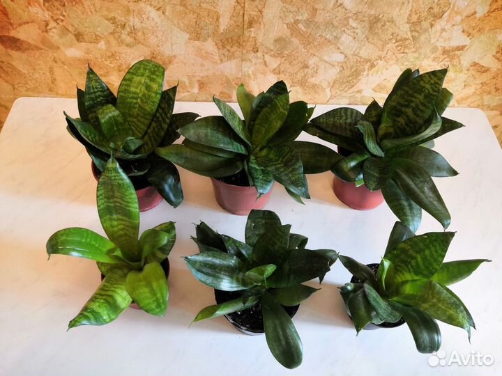 Комнатные цветы