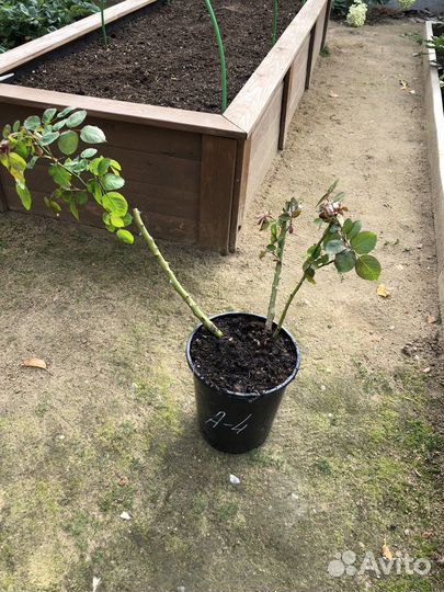 Роза садовая