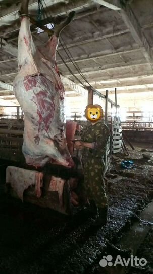 Забой скота